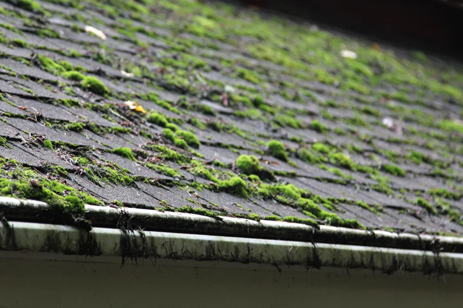 Reliable Roof Cleaning Services in Escondido, CA